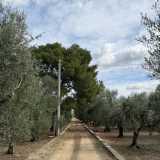 ...e circondato da una distesa di ulivi...